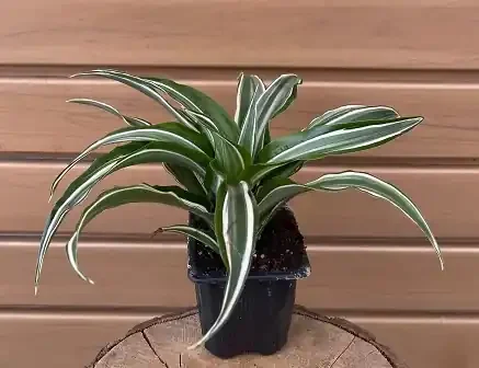 3″ DRACAENA Warneckii
