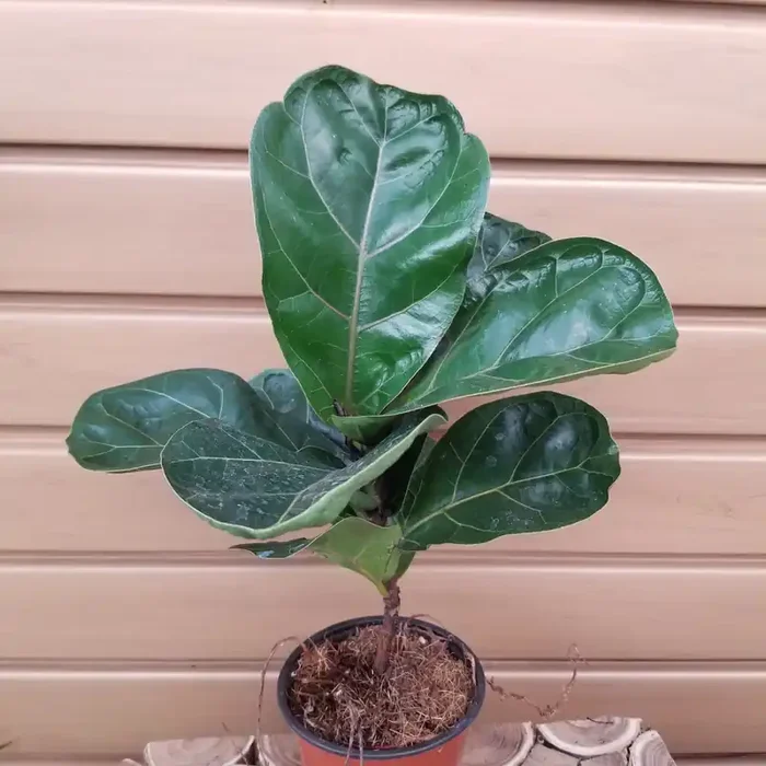 4″ FICUS Lyrata (fig)