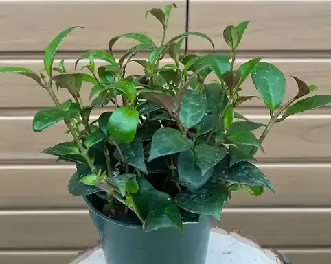 Aeschynanthus longicaulis ‘Black Pagoda’ – 4″