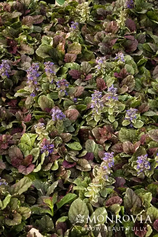 AJUGA ‘BURGUNDY GLOW’, SIZE QUART