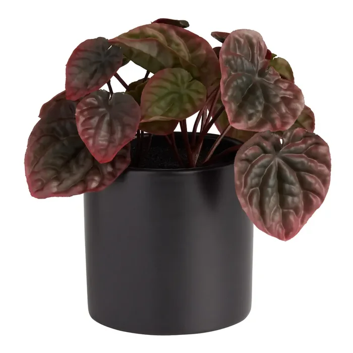 Burgundy Faux Peperomia Plant in Black Porcelain Pot