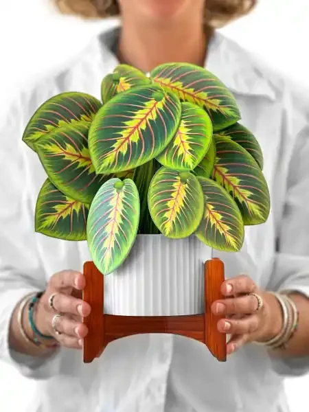 CARD PRAYER PLANT