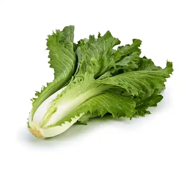 Celery Cabbage