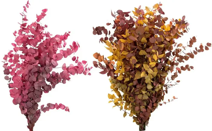 Central Market Preserved Autumn Mix Eucalyptus, Colors Vary