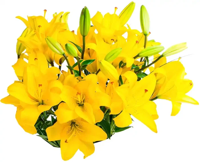 Central Market Royal lilies