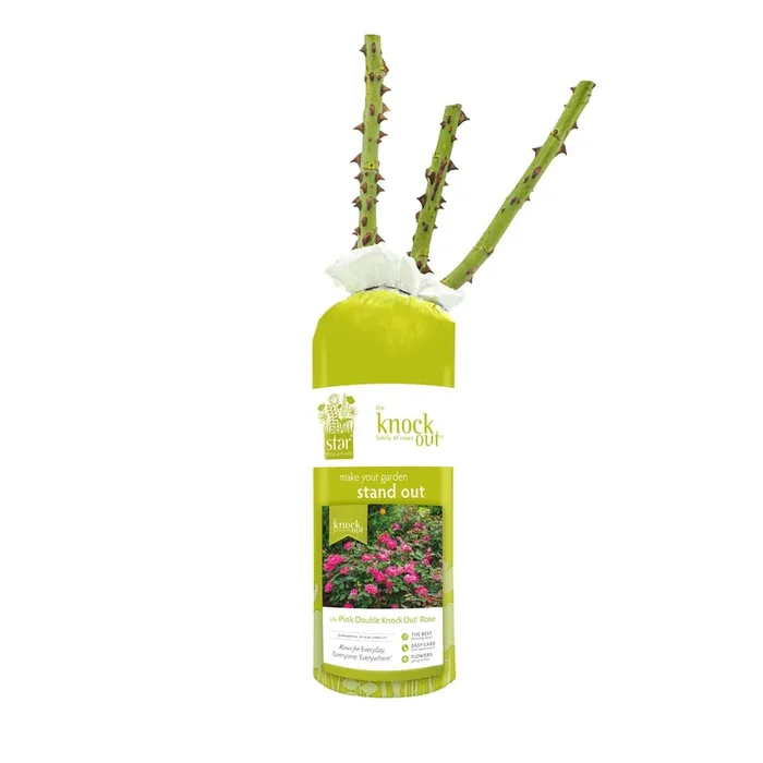 Certified Roses Double Knock Out Rose