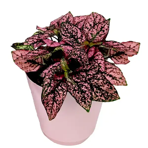 Charlie‘s Produce 4 In Splash Plant Foliage