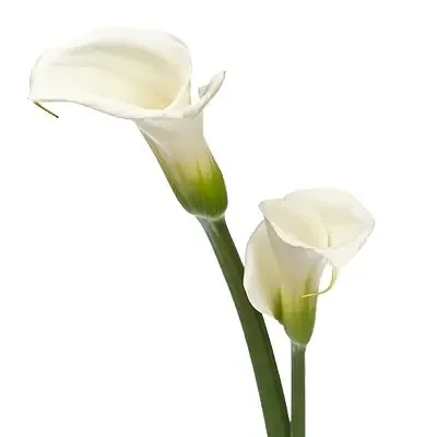 Charlie‘s Produce 6 In Calla Lily