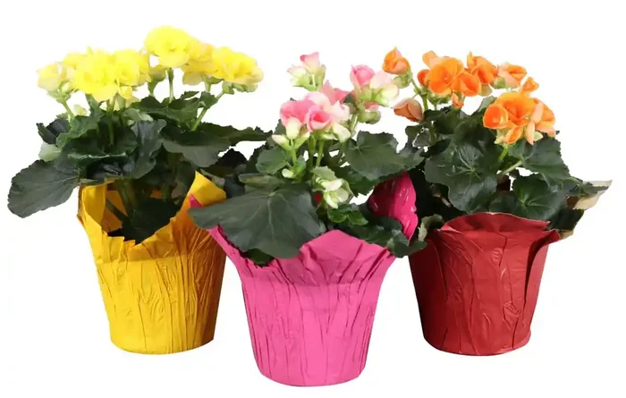 Charlie‘s Produce 6 In Reiger Begonia