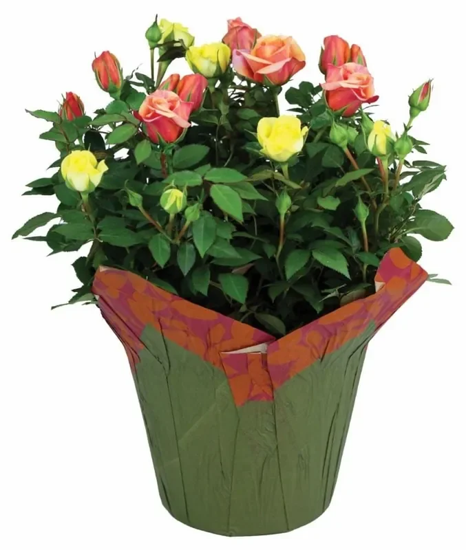 Charlie‘s Produce Classic Rose Bush Premium Plant