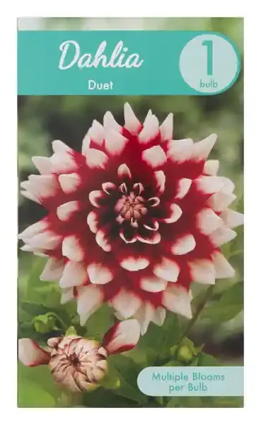 Charlie‘s Produce Dahlia Crazy Love