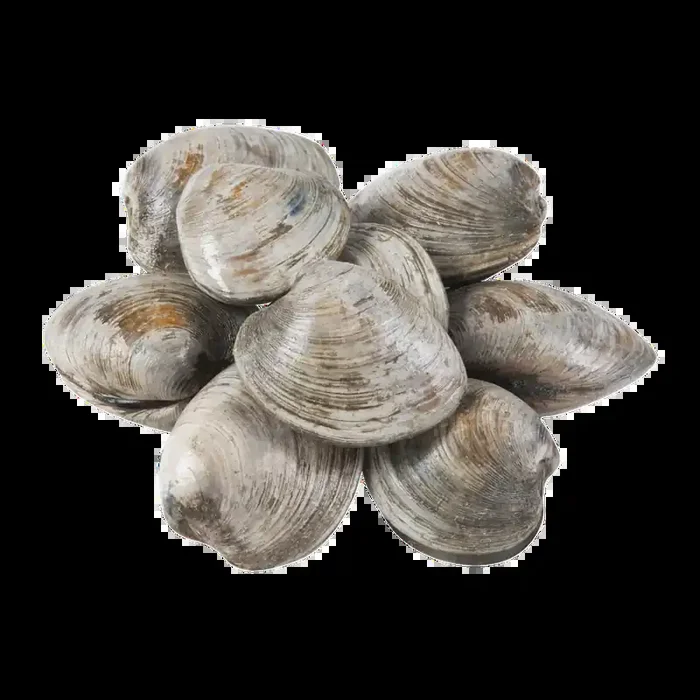 Cherrystone Clams