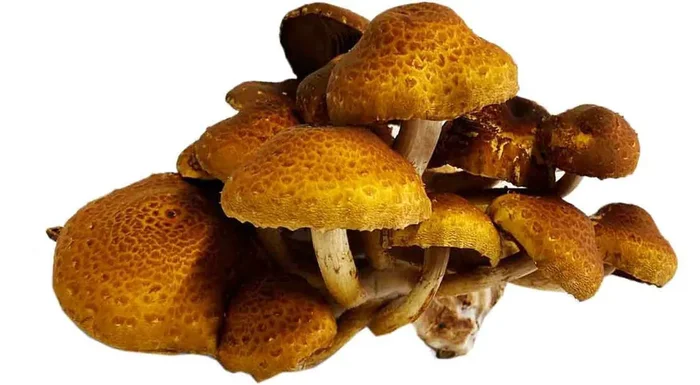 Chestnut Mushrooms