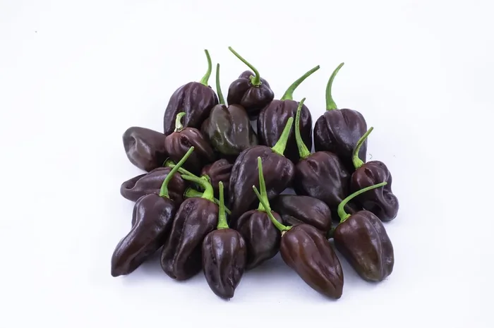 Chocolate Habanero Peppers