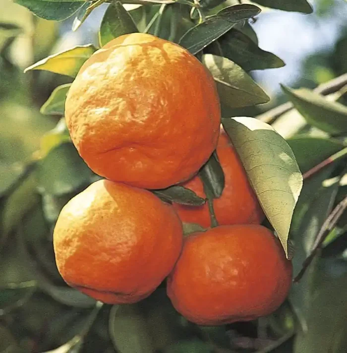 Citrus Trees-Tangelos