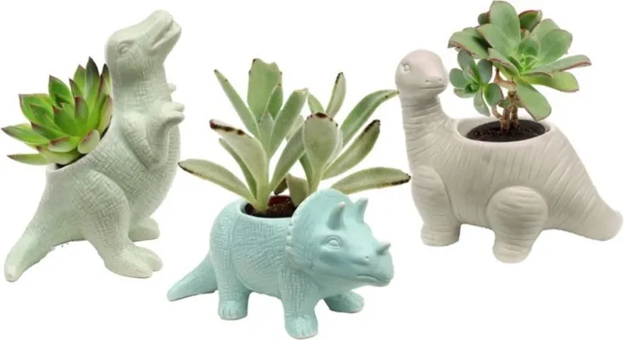 Dinosaur Succulent, 2″