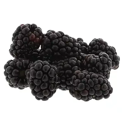 Driscoll‘s Organic Blackberries Package
