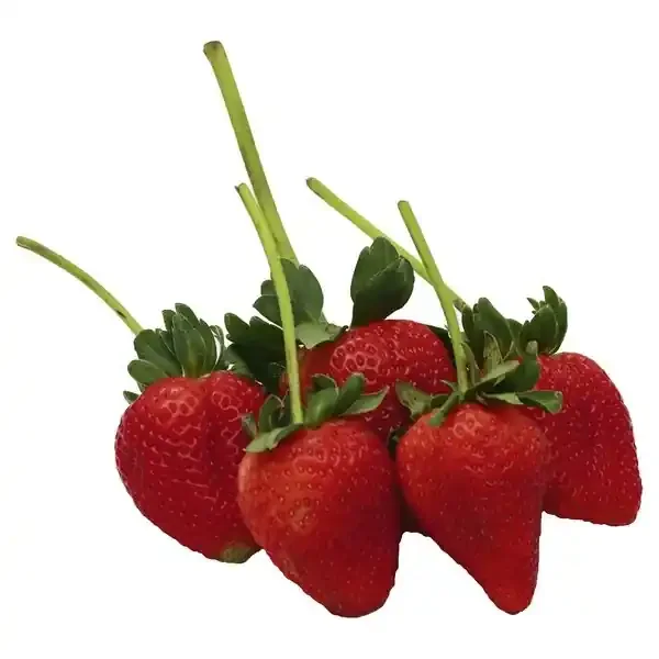 Driscoll‘s Strawberries Long Stem