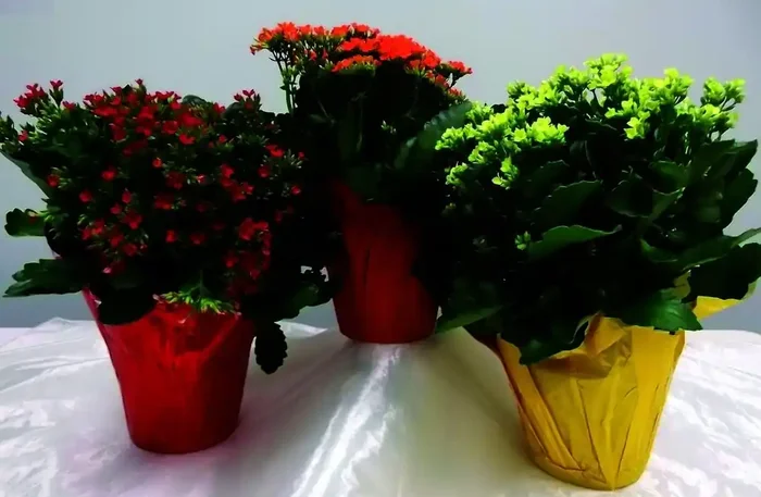 Dwfl Kalanchoe Premium