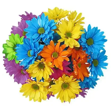 Dyed Daisy 9 Stem – Ea