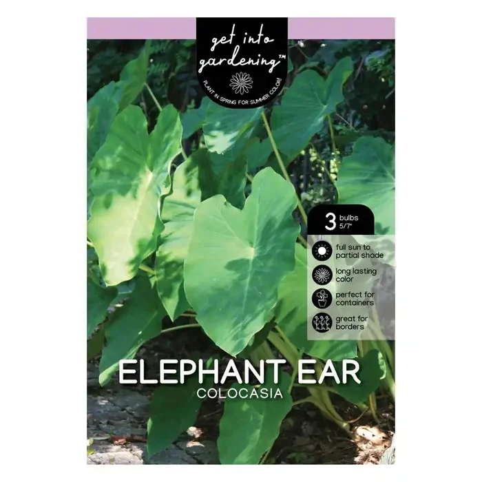 Elephant Ear