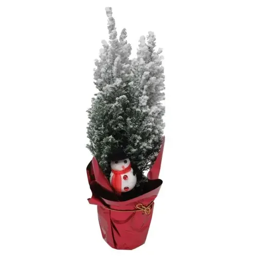 Elwoodii 4 In – 4 In