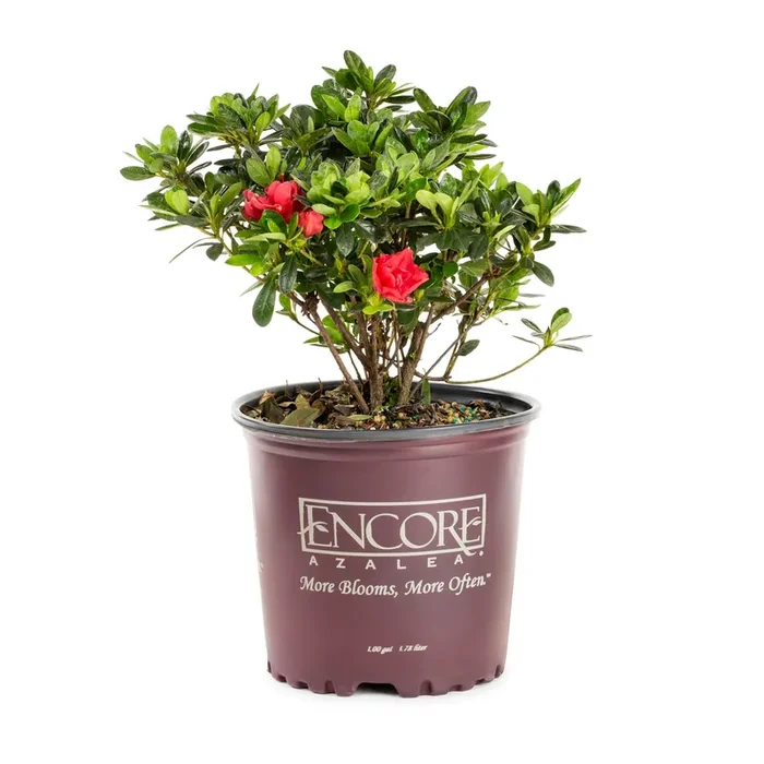 Encore Azalea Multicolor Azalea Flowering Shrub in 1-Gallon Pot