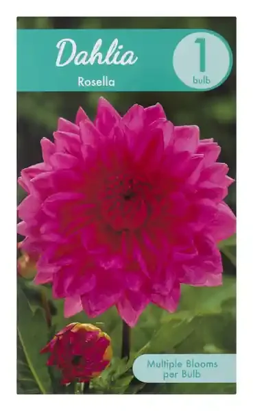 Garden State Bulb Company Dahlia Rosella
