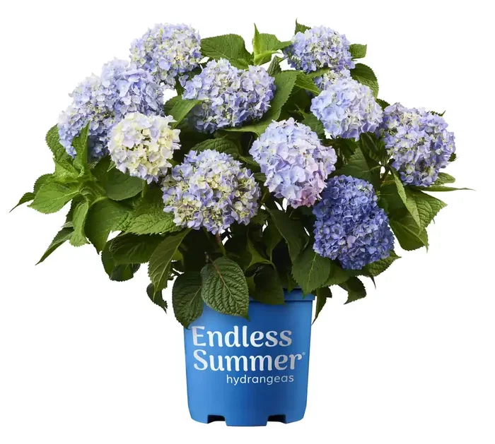 Lowe‘s The Original Reblooming Hydrangea Flowering Shrub in 1 -Gallon Pot 1.0 -Pack with Blue Blooms