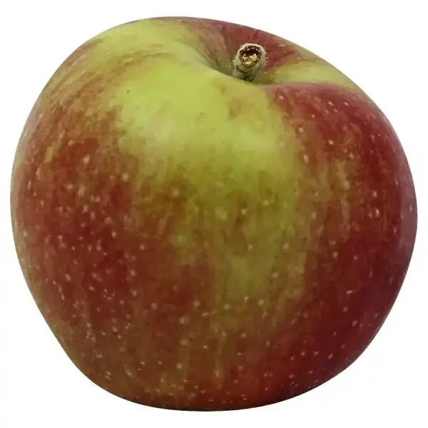 Macoun Apple