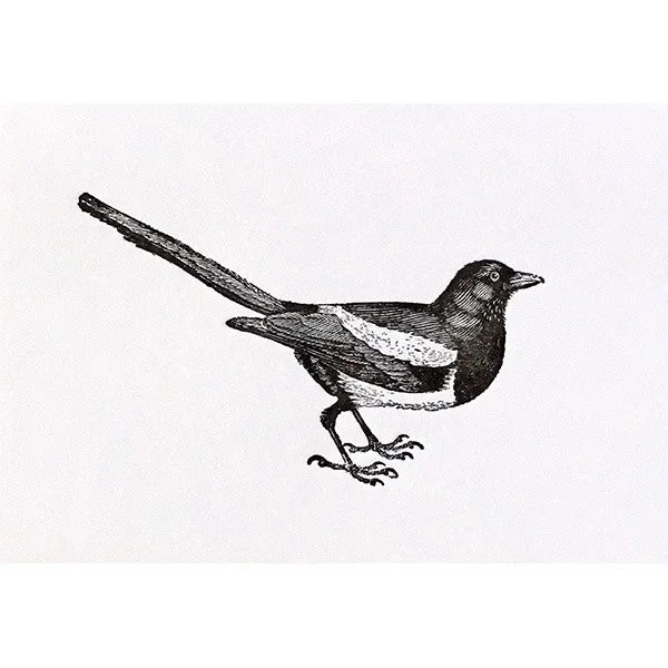 Magpie Card