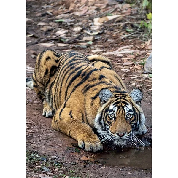 Paper Tiger SAVE THE TIGER drinking tiger card