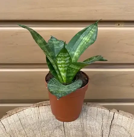 Sansevieria- 2″
