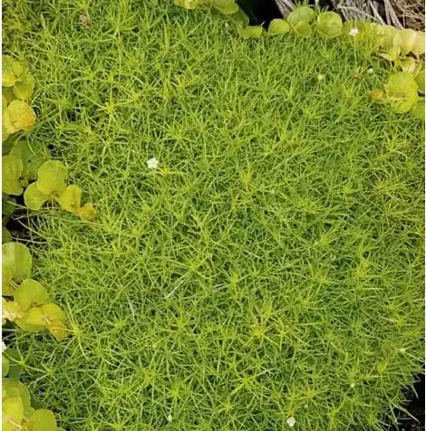 SCOTCH MOSS, SIZE- QUART