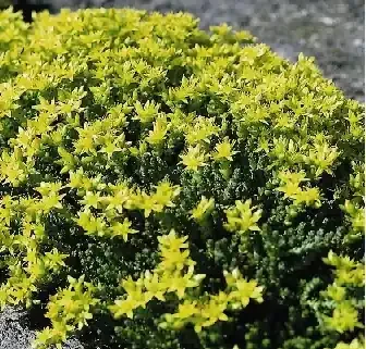 SEDUM ‘ACRE’, SIZE- QUART