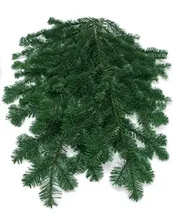 SILVER FIR BOUGH BUNCH