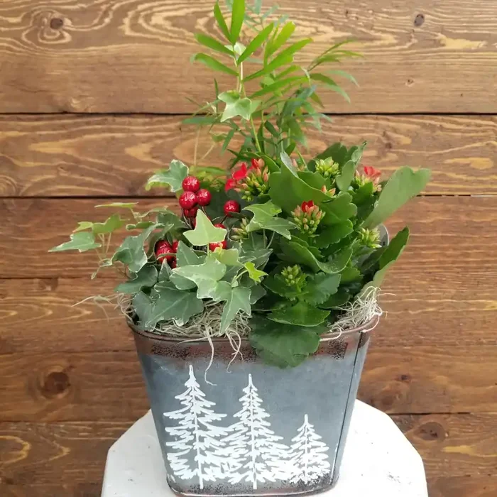 Snowy Pines Indoor Garden