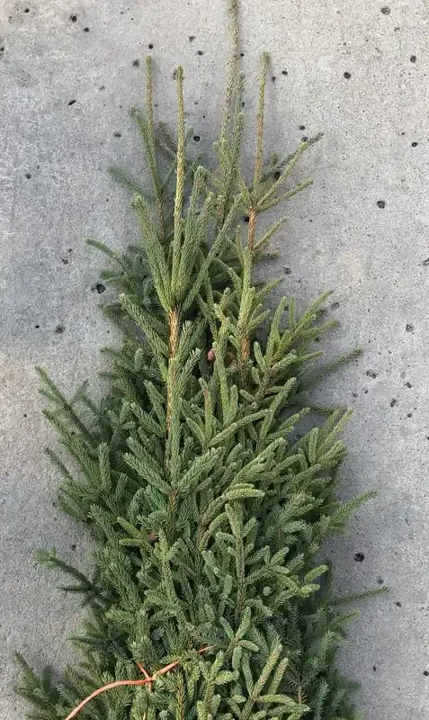 TREE TOP BUNDLE- 4′ BUNDLE OF 5