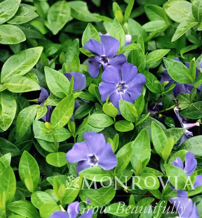 VINCA ‘BOWLES”, SIZE- QUART