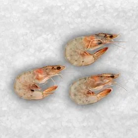 WEISSE GARNELEN 30/40 GANZ