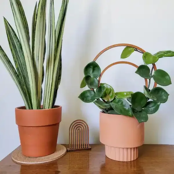 WOOD DBL HOOP TRELLIS 5.5″